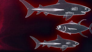 Shark vs. Tuna