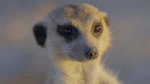 Africa’s Wild Year