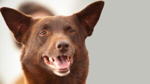 Koko: A Red Dog Story