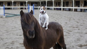 Adventures of Dally and Spanky