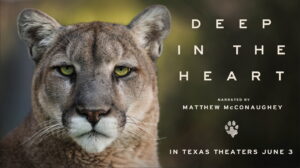 Deep in the Heart: A Texas Wildlife Story