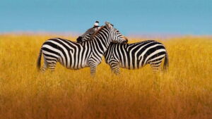 The Mating Game (2021)