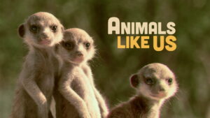 Animals Like Us (2024)