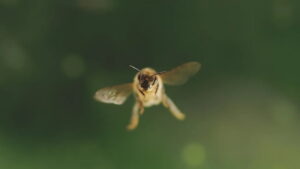 Diary of a Bee