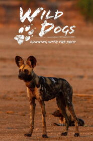 Wild Dogs: Running with the Pack (TV Series 2022–2023)