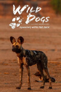 Wild Dogs: Running with the Pack (TV Series 2022–2023)
