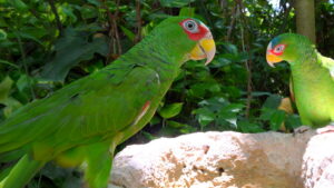 Our Nature