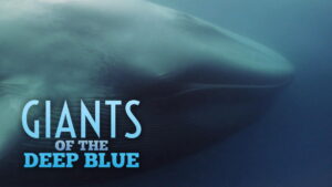 Giants of the Deep Blue