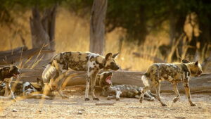 Wild Dogs: Running with the Pack (TV Series 2022–2023)