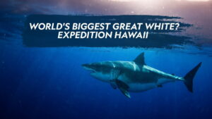 World’s Biggest Great White?