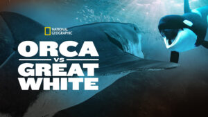 Orca Vs. Great White