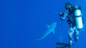 World’s Biggest Bull Shark?