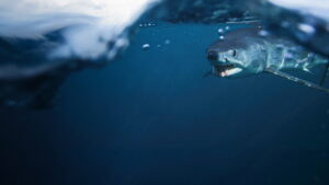 Shark vs. Tuna