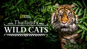 Thailand’s Wild Cats
