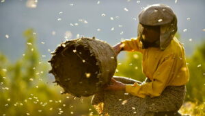 Honeyland