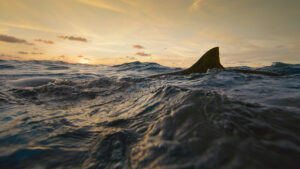 Man vs. Shark