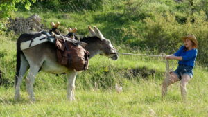 My Donkey, My Lover & I