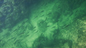 Earth’s Great Rivers II