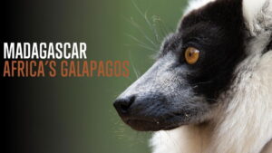 Madagascar: Africa’s Galapagos