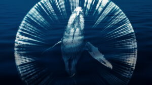 Fathom