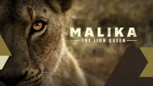 Malika the Lion Queen