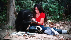 Lucy the Human Chimp