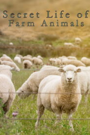 Secret Life of Farm Animals