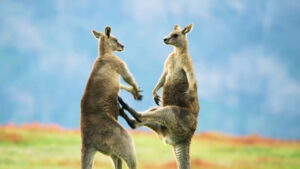 The Mating Game (2021)