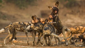 Wild Dogs: Running with the Pack (TV Series 2022–2023)