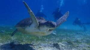 Deep Dive…