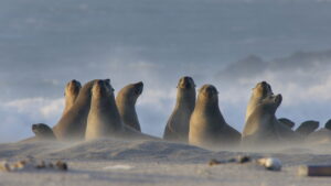 Africa’s Wild Year