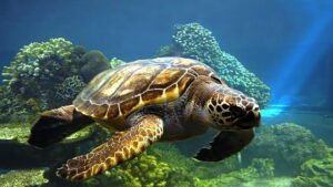 Deep Dive…