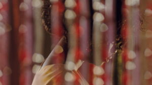 Eyimofe (This Is My Desire)