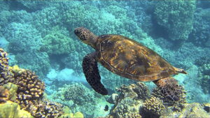 Deep Dive…