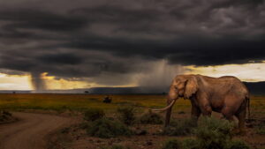 Chasing the Rains