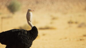 The Mating Game (2021)