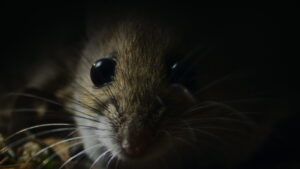 Nightmares of Nature (2025)